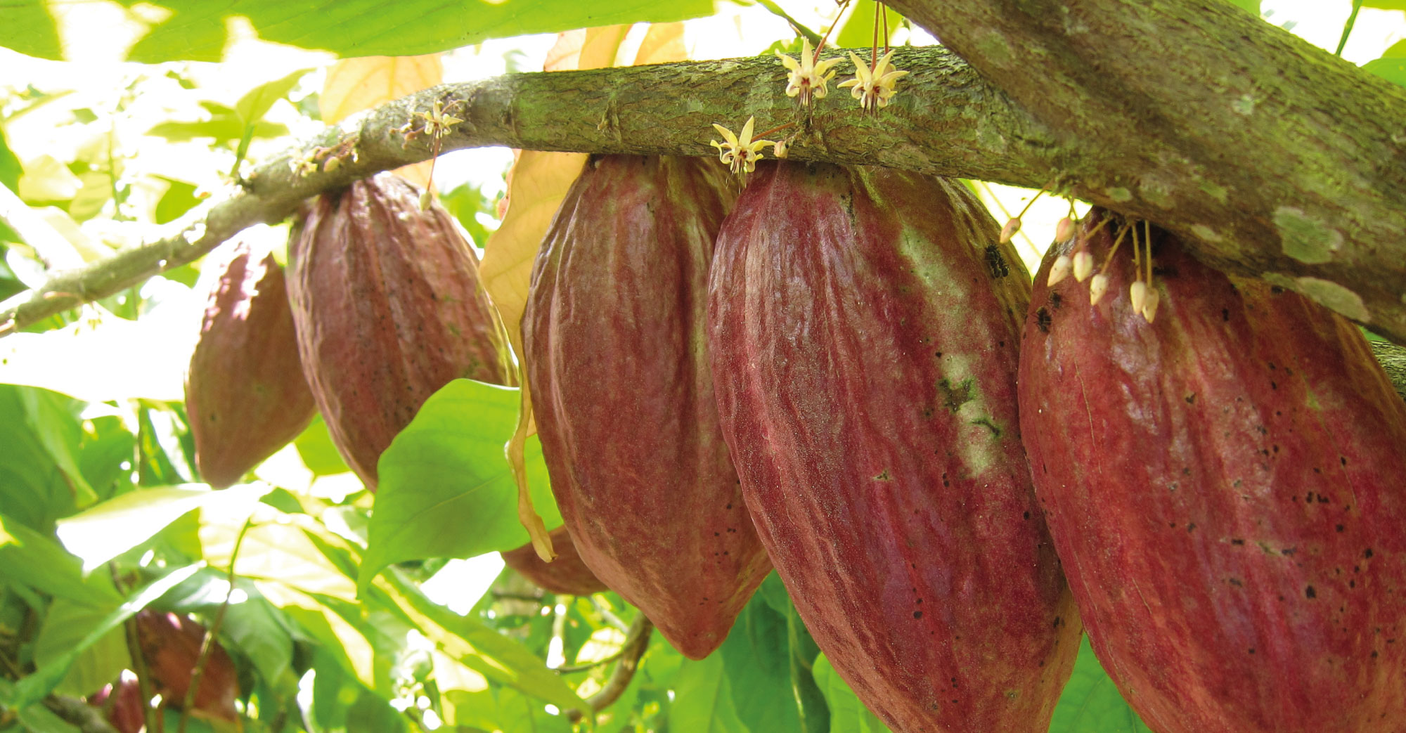 Se inicia piloto jurisdiccional para promover el cacao y otros cultivos libre de deforestación en Tocache, San Martín