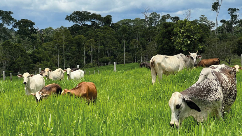 Se realizó visita de estudio con gobierno y sector privado sobre ganadería regenerativa en la Amazonía peruana